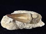 Mosasaurus beaugei ARAMBOURG 1952 & Knochenrest non det. - Bild © FossNet FossilienStore